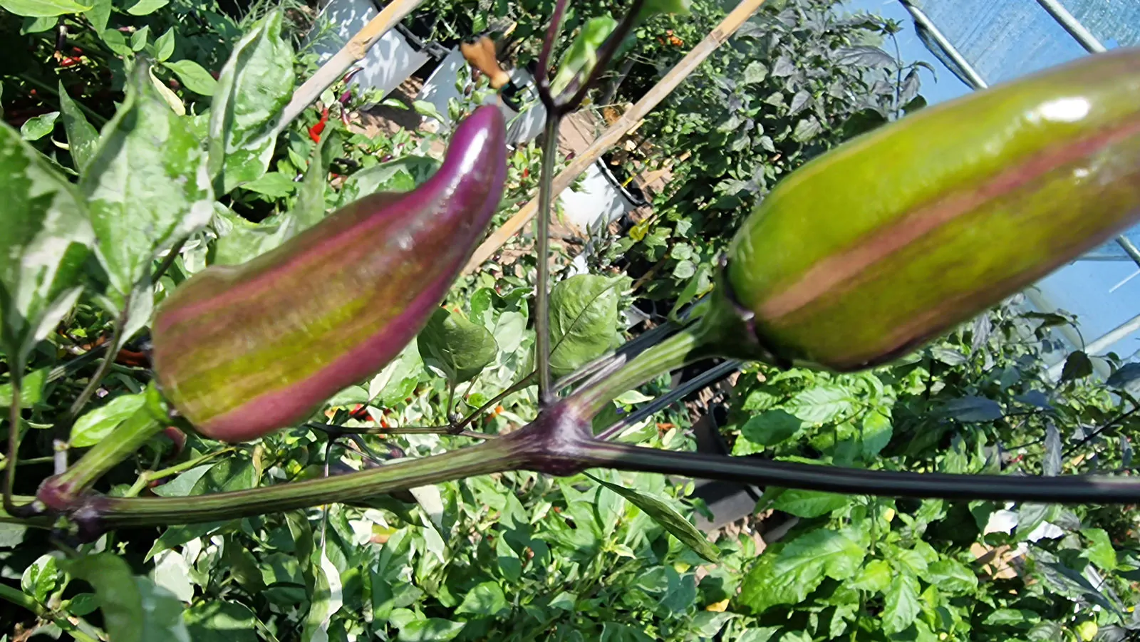 Jalapeno Tiger Chilli Seeds - Image 10