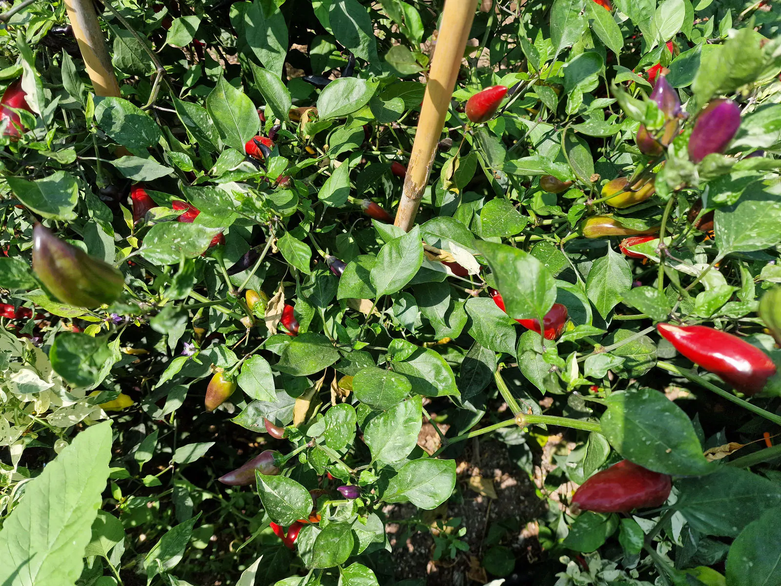 Jalapeno Tiger Chilli Seeds - Image 11