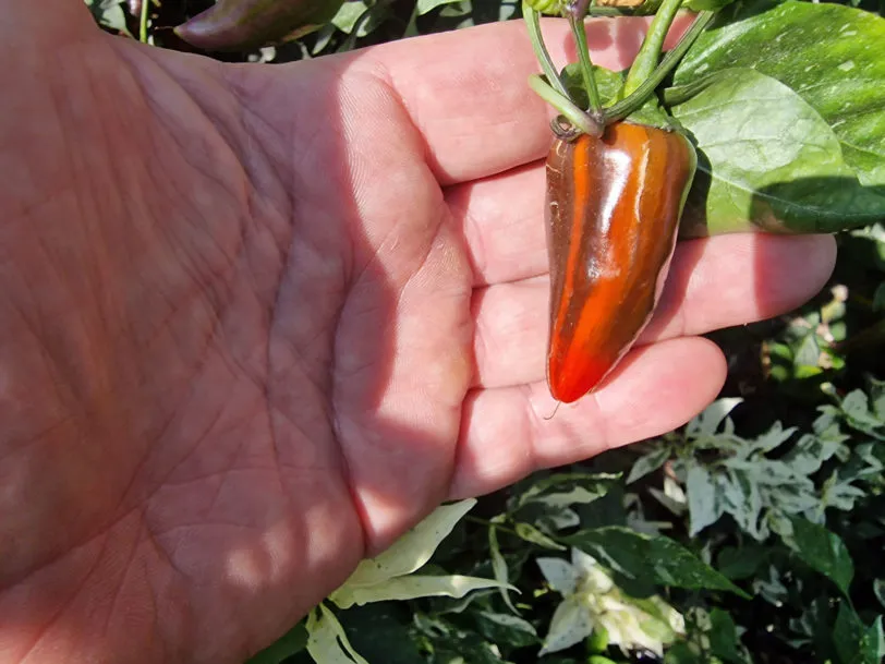 Jalapeno Tiger Chilli Seeds - Image 4