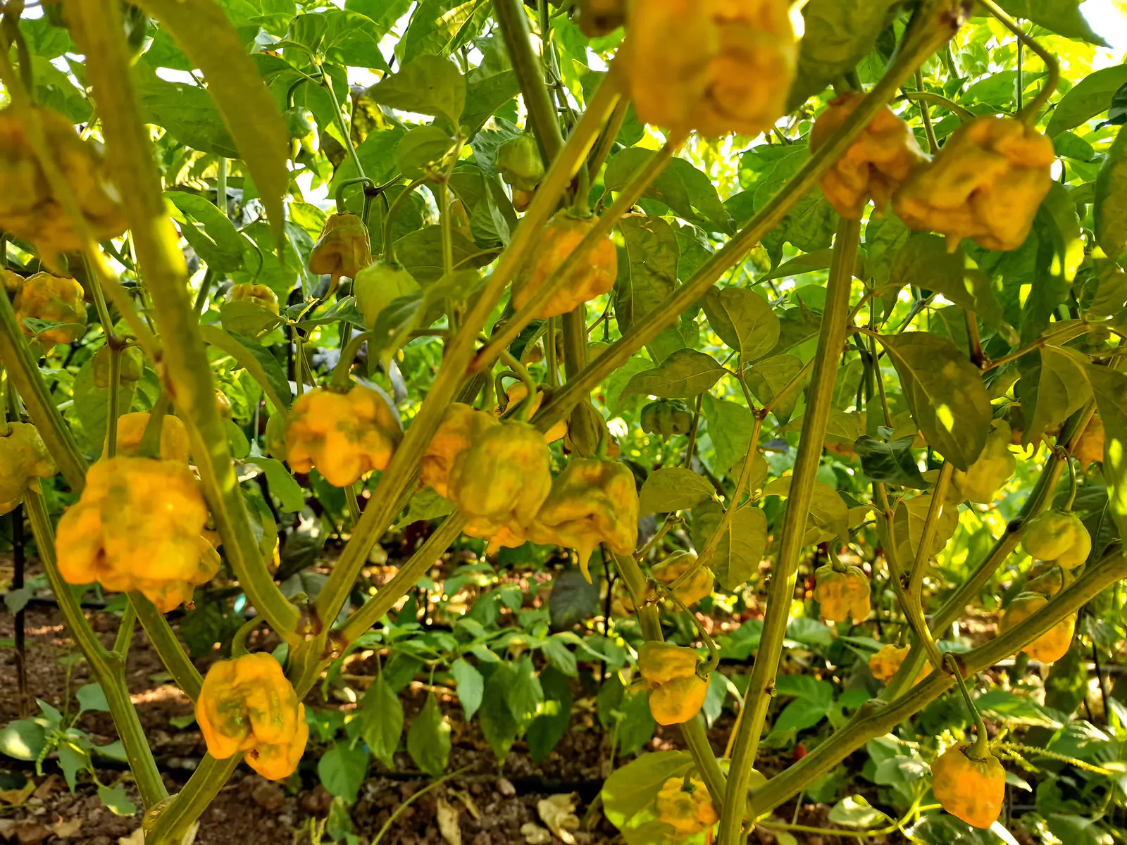 Carolina Reaper Mustard Chilli Seeds - Image 5