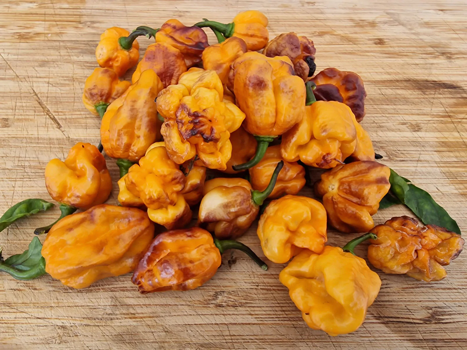 Pockmark Orange Chilli Seeds - Image 10