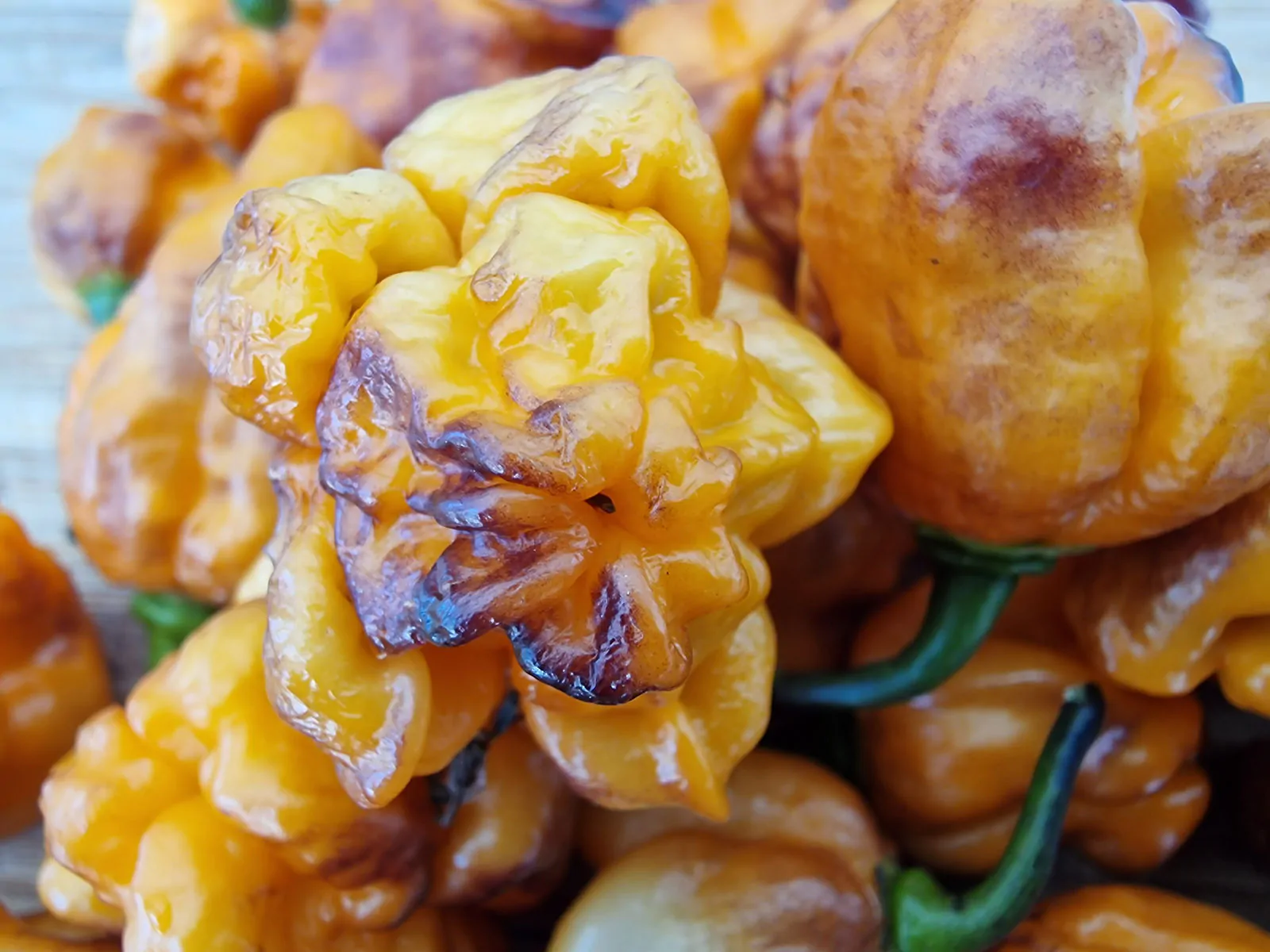 Pockmark Orange Chilli Seeds - Image 3