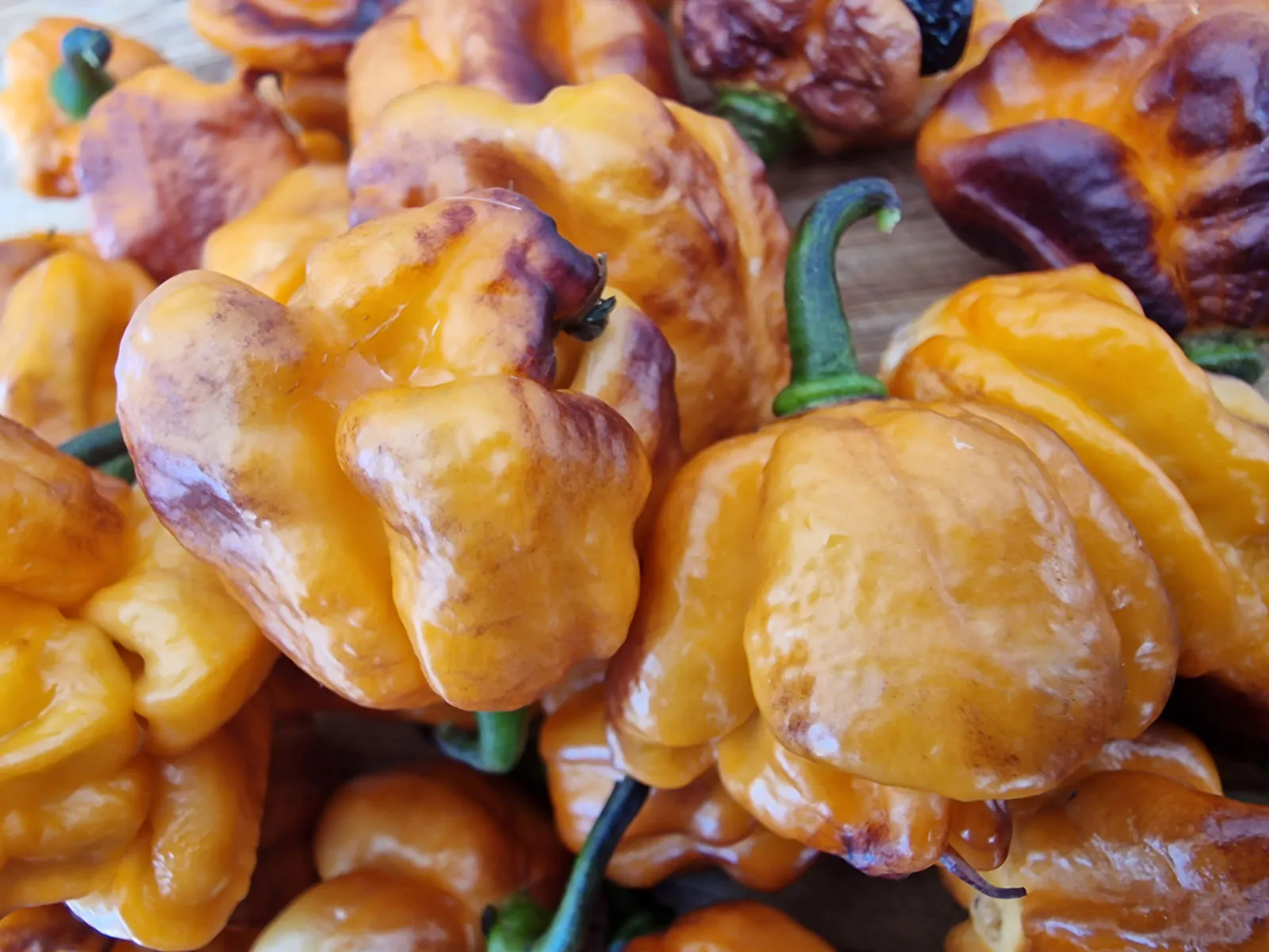 Pockmark Orange Chilli Seeds - Image 11