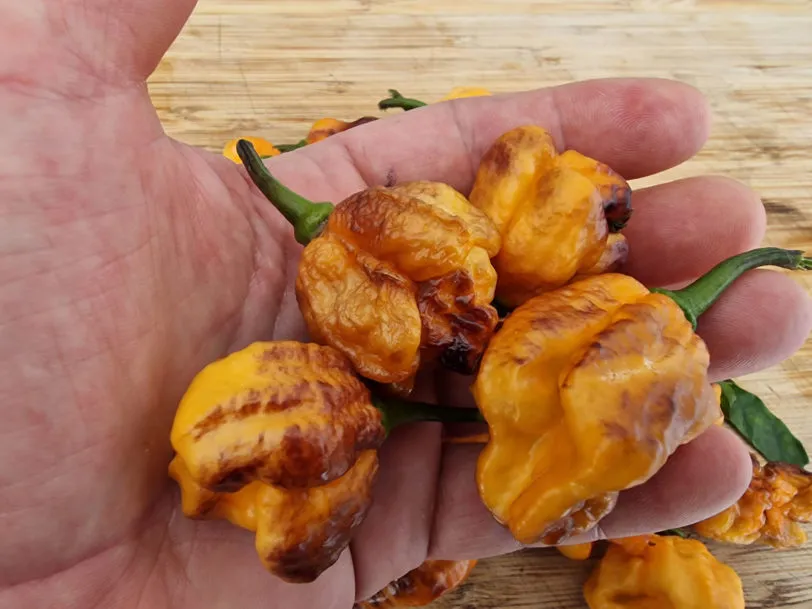 Pockmark Orange Chilli Seeds - Image 6