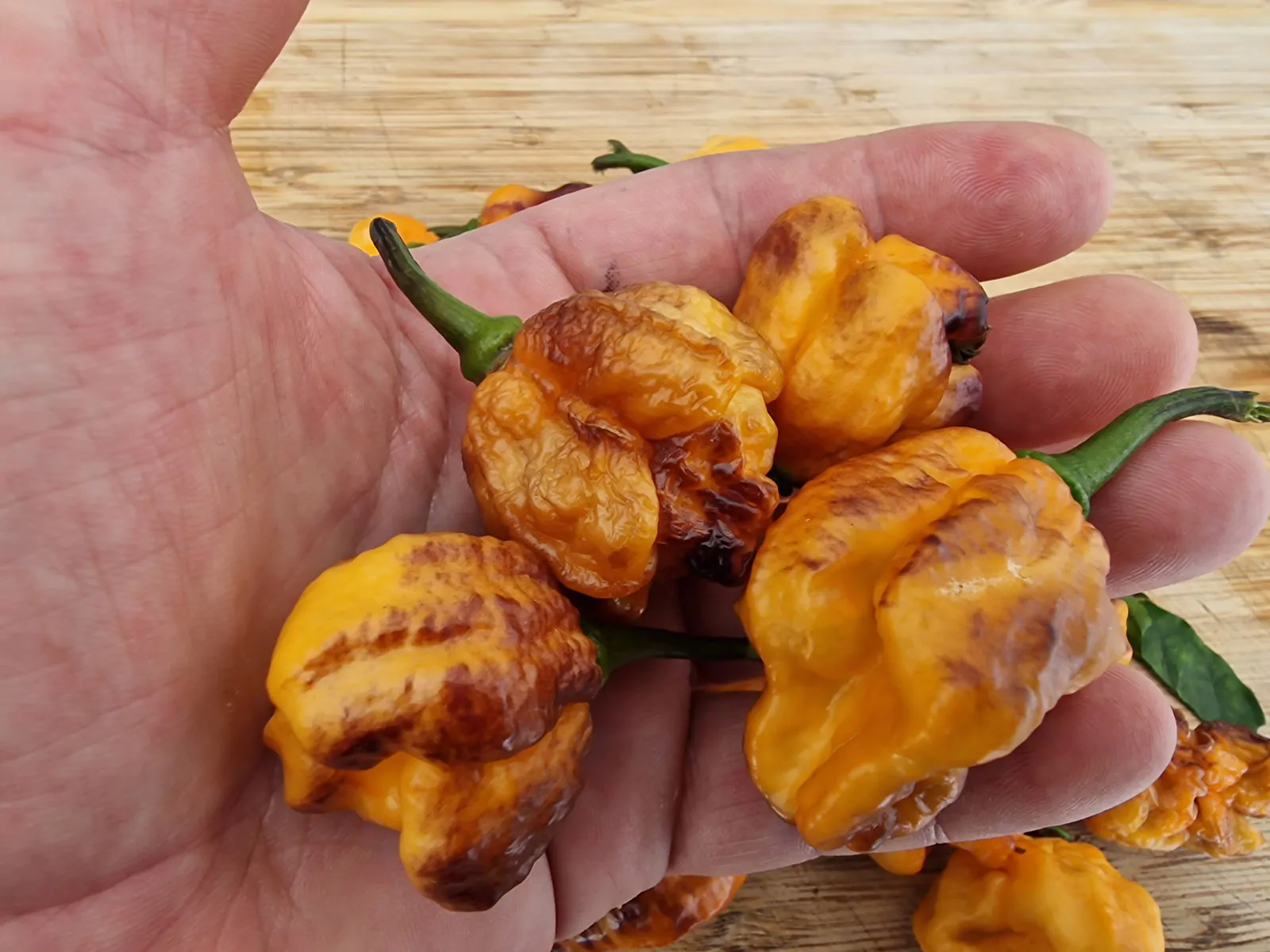 Pockmark Orange Chilli Seeds - Image 6