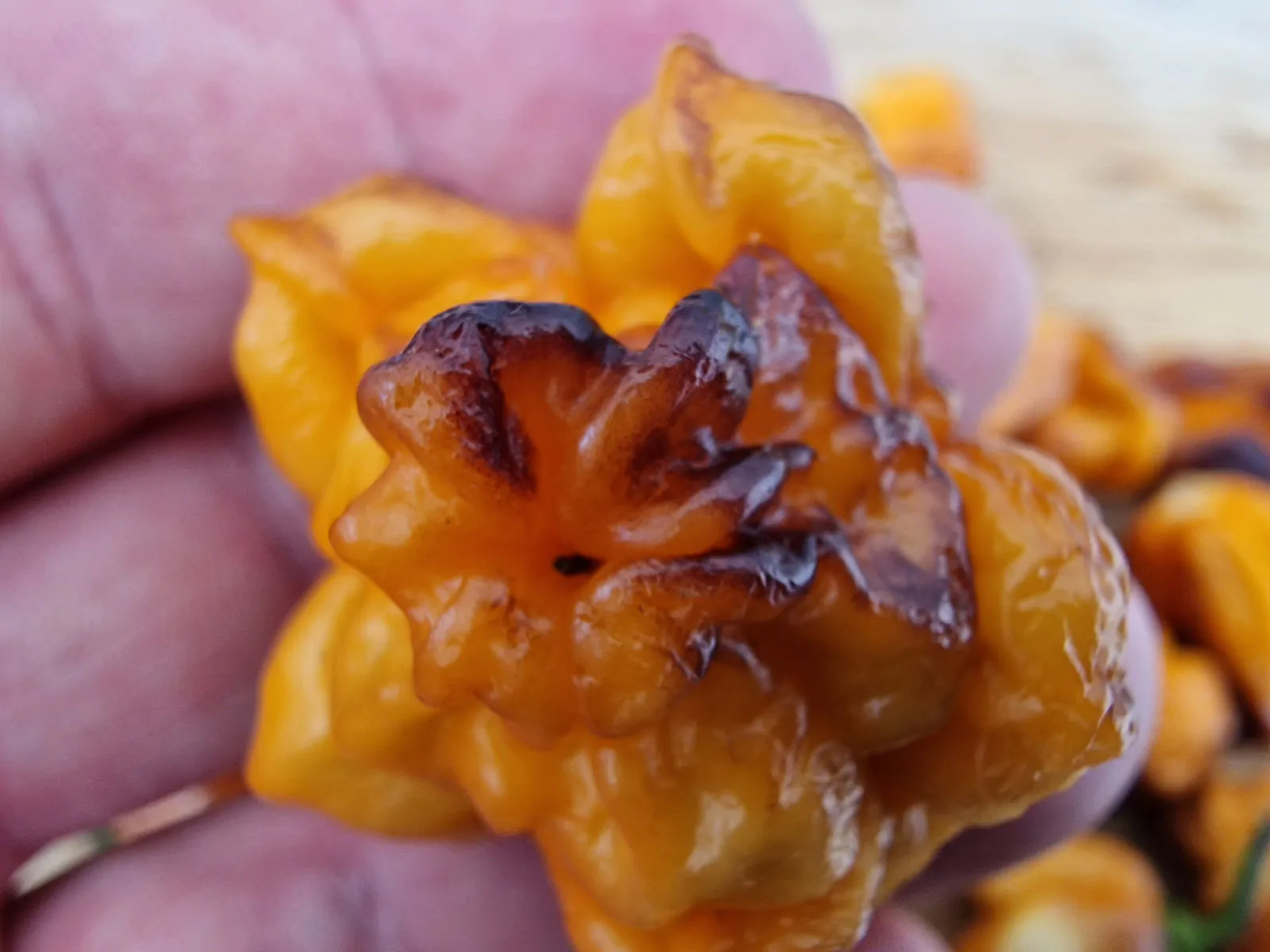 Pockmark Orange Chilli Seeds - Image 7