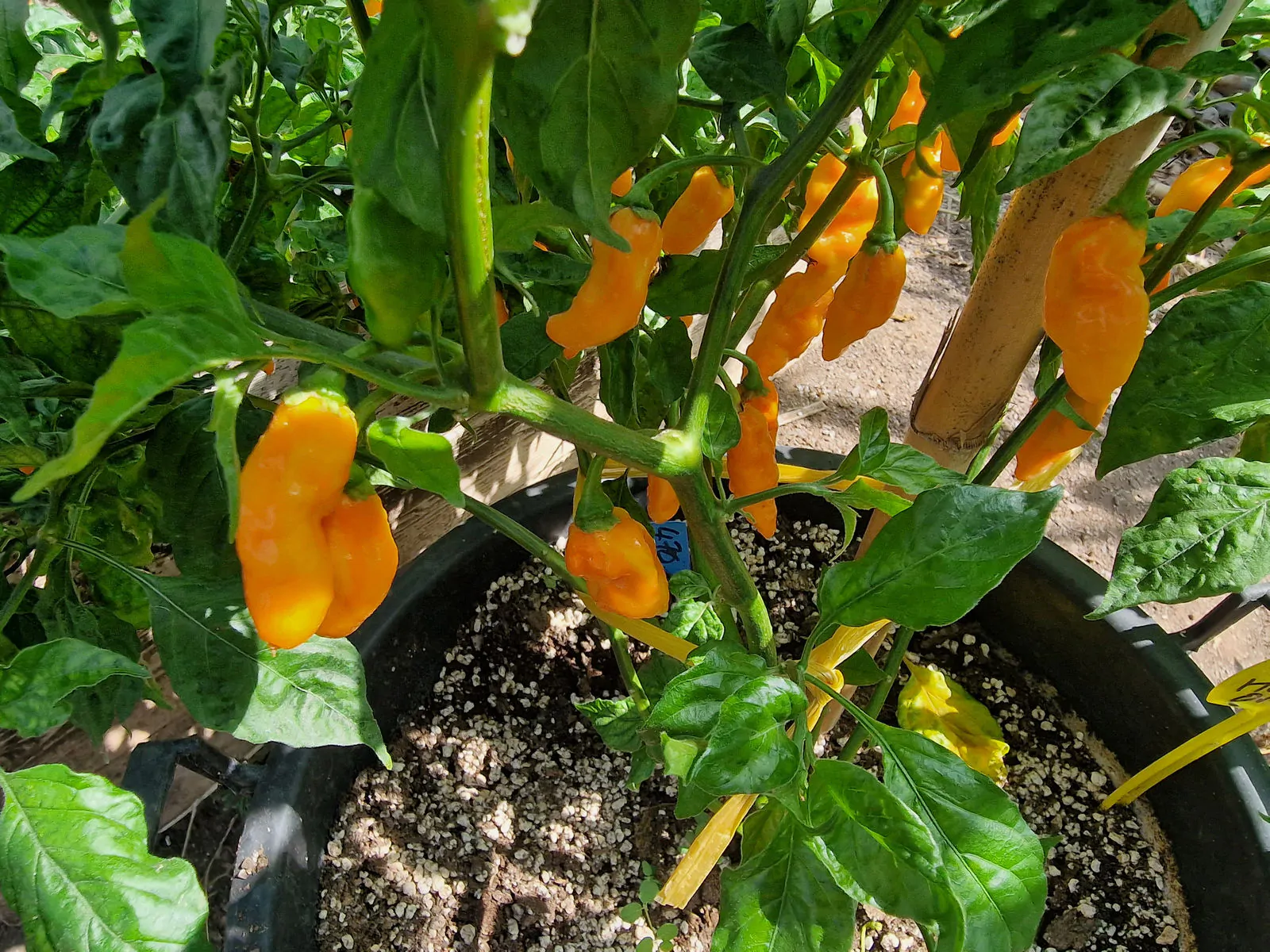 Komodo Dragon Orange Chilli Seeds - Image 5