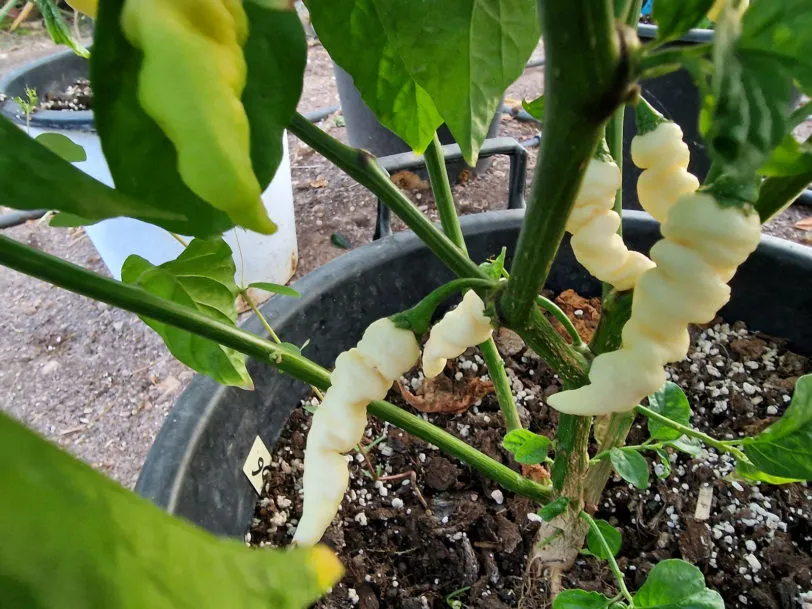 Faddas White Chilli Seeds - Image 2