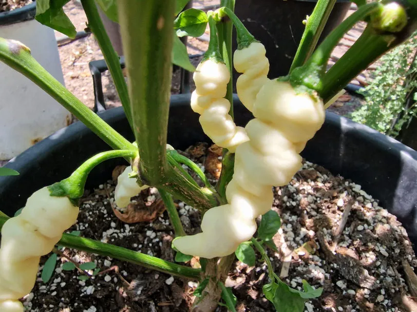 Faddas White Chilli Seeds - Image 4