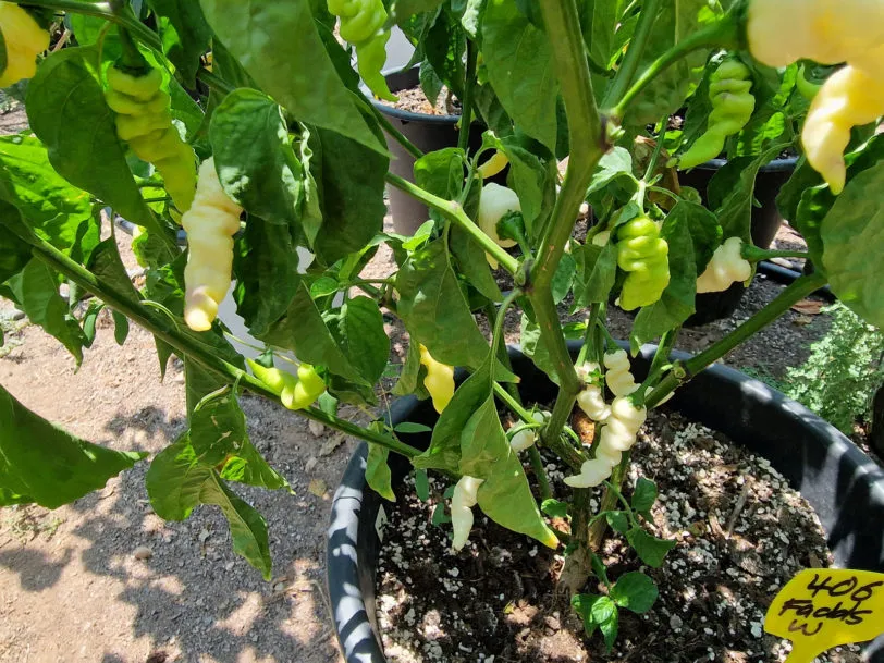 Faddas White Chilli Seeds - Image 5