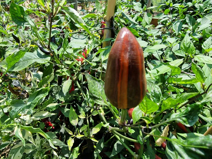 Jalapeno Tiger Chilli Seeds - Image 6