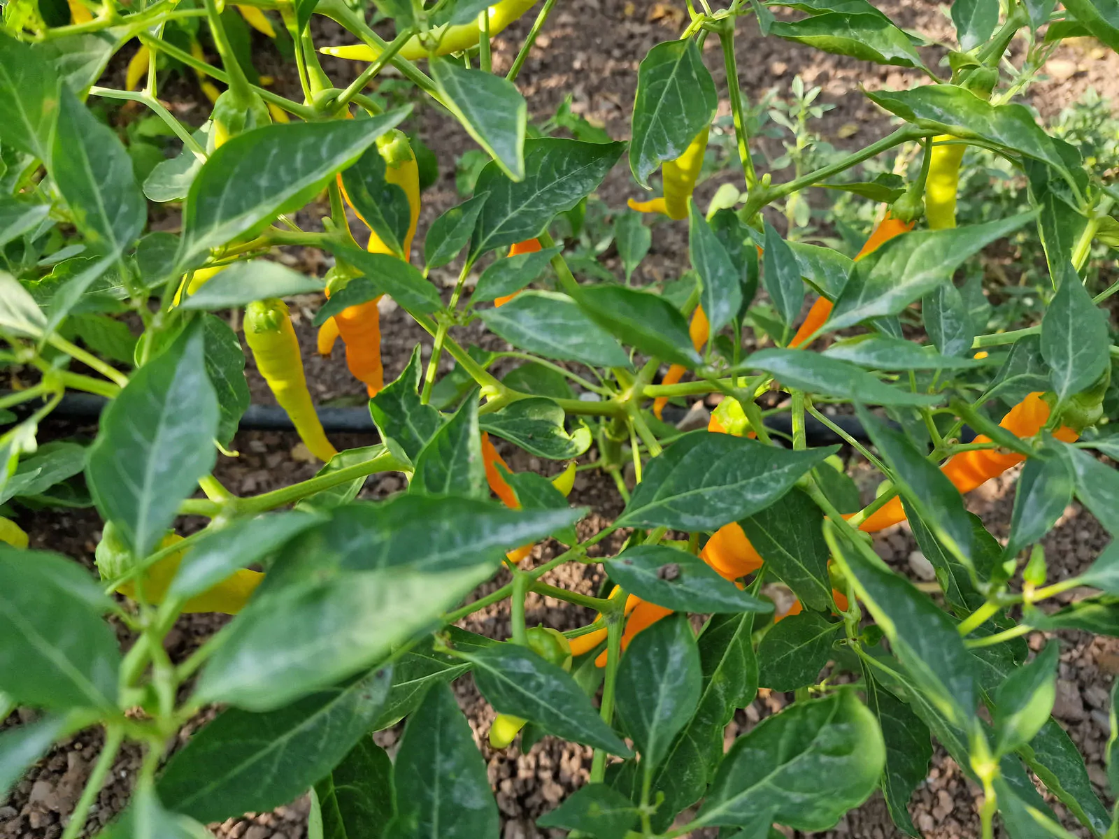 HJ3 Solar Flare Space Chilli Seeds - Image 6