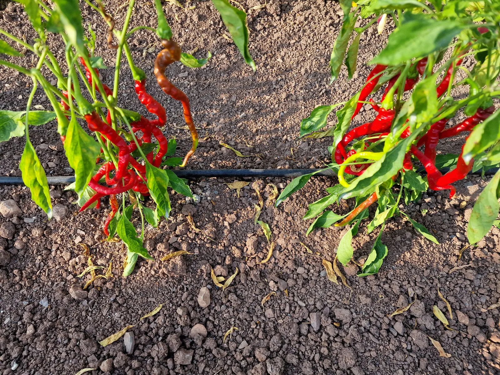 HJ4 Comets Tail Space Chilli Seeds - Image 2