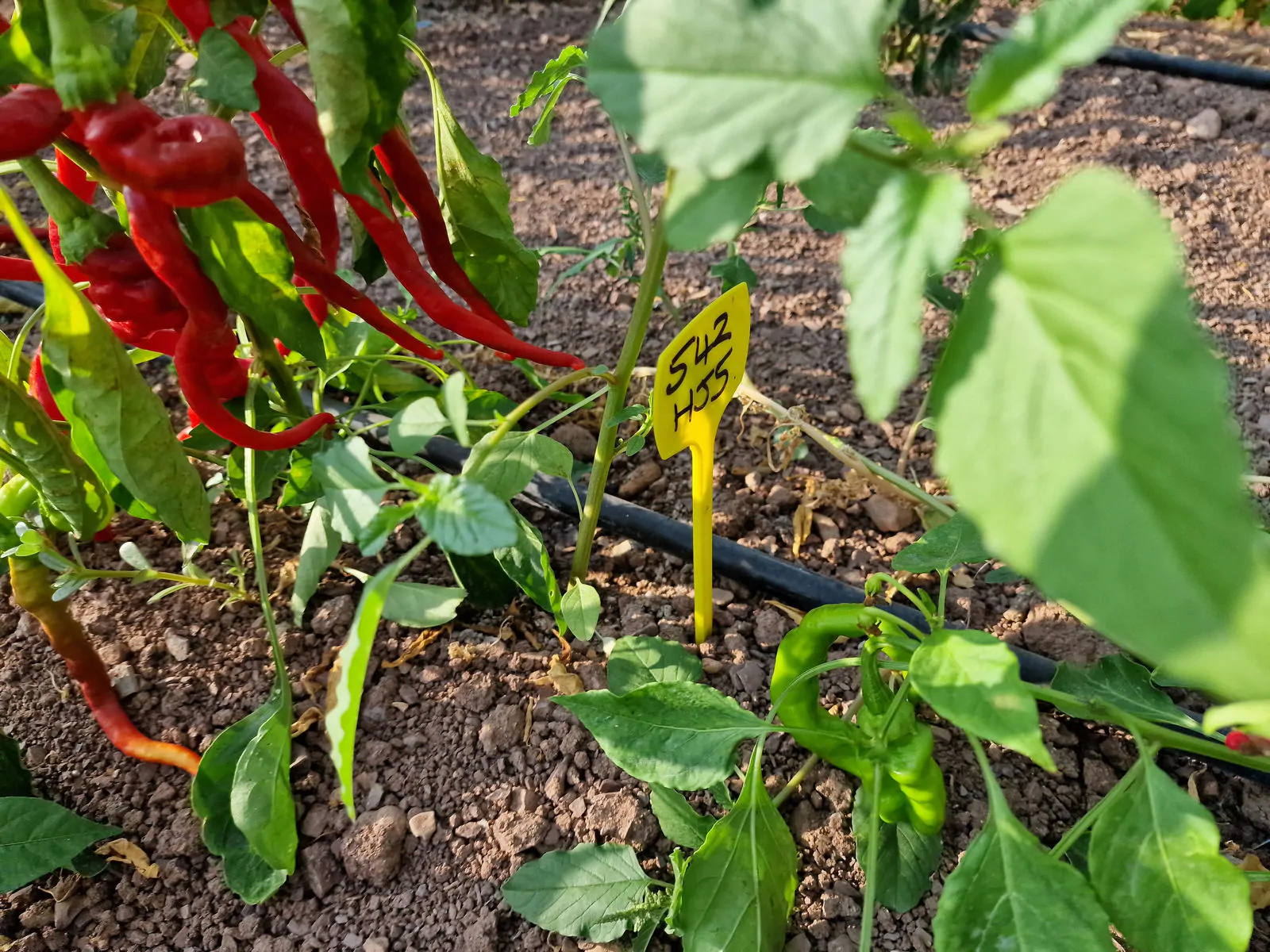 HJ5 Helix Nebula Space Chilli Seeds - Image 8