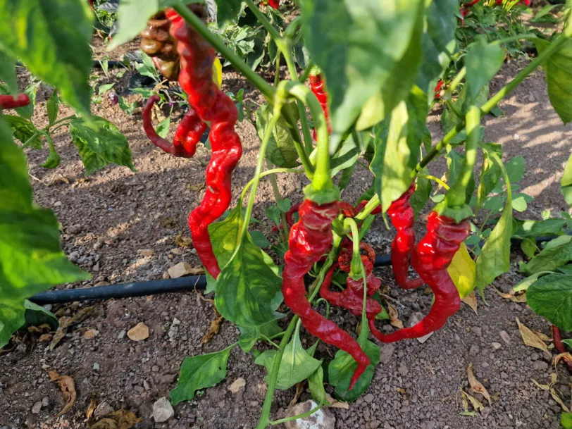 HJ5 Helix Nebula Space Chilli Seeds - Image 7