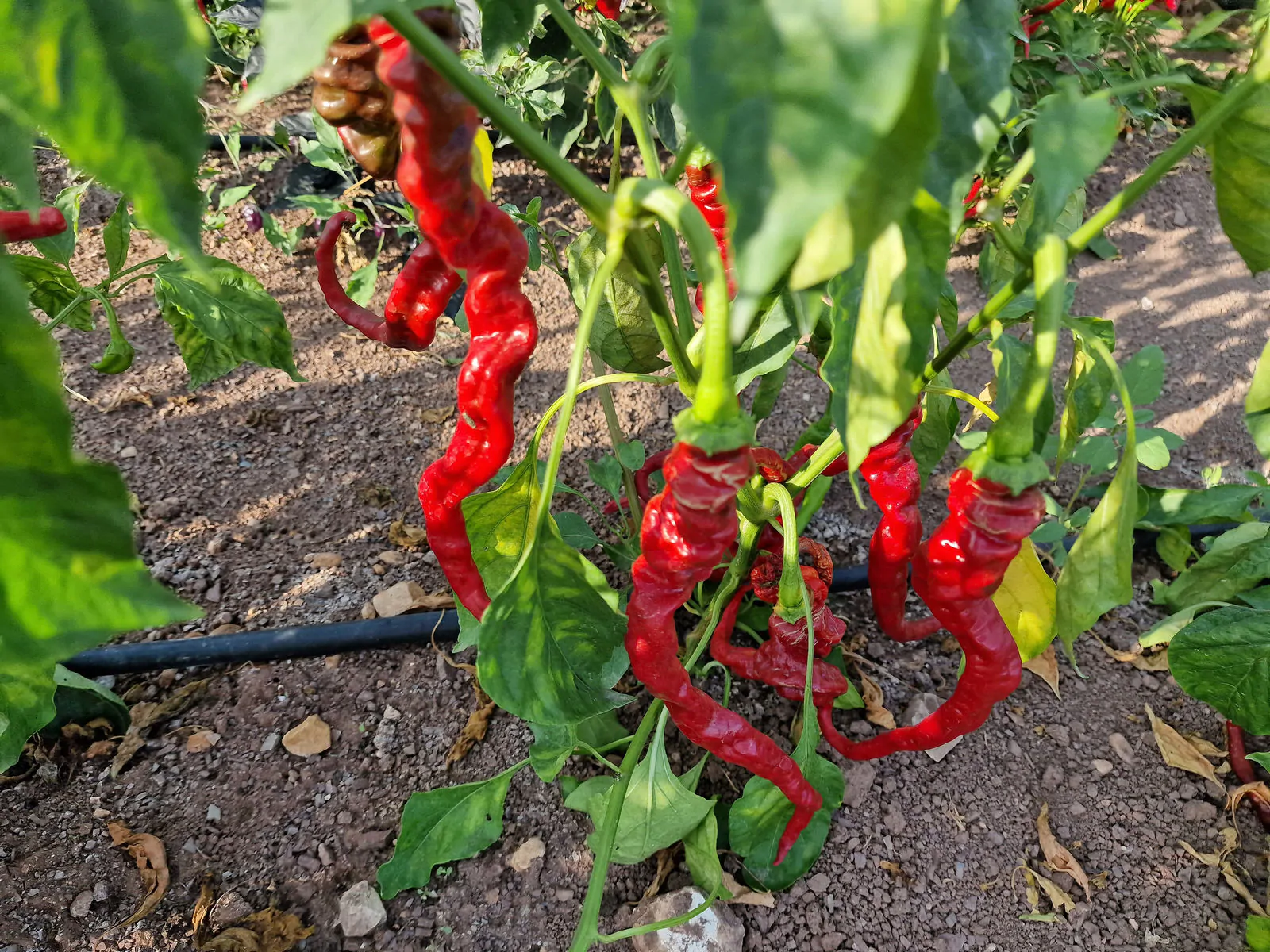 HJ5 Helix Nebula Space Chilli Seeds - Image 7