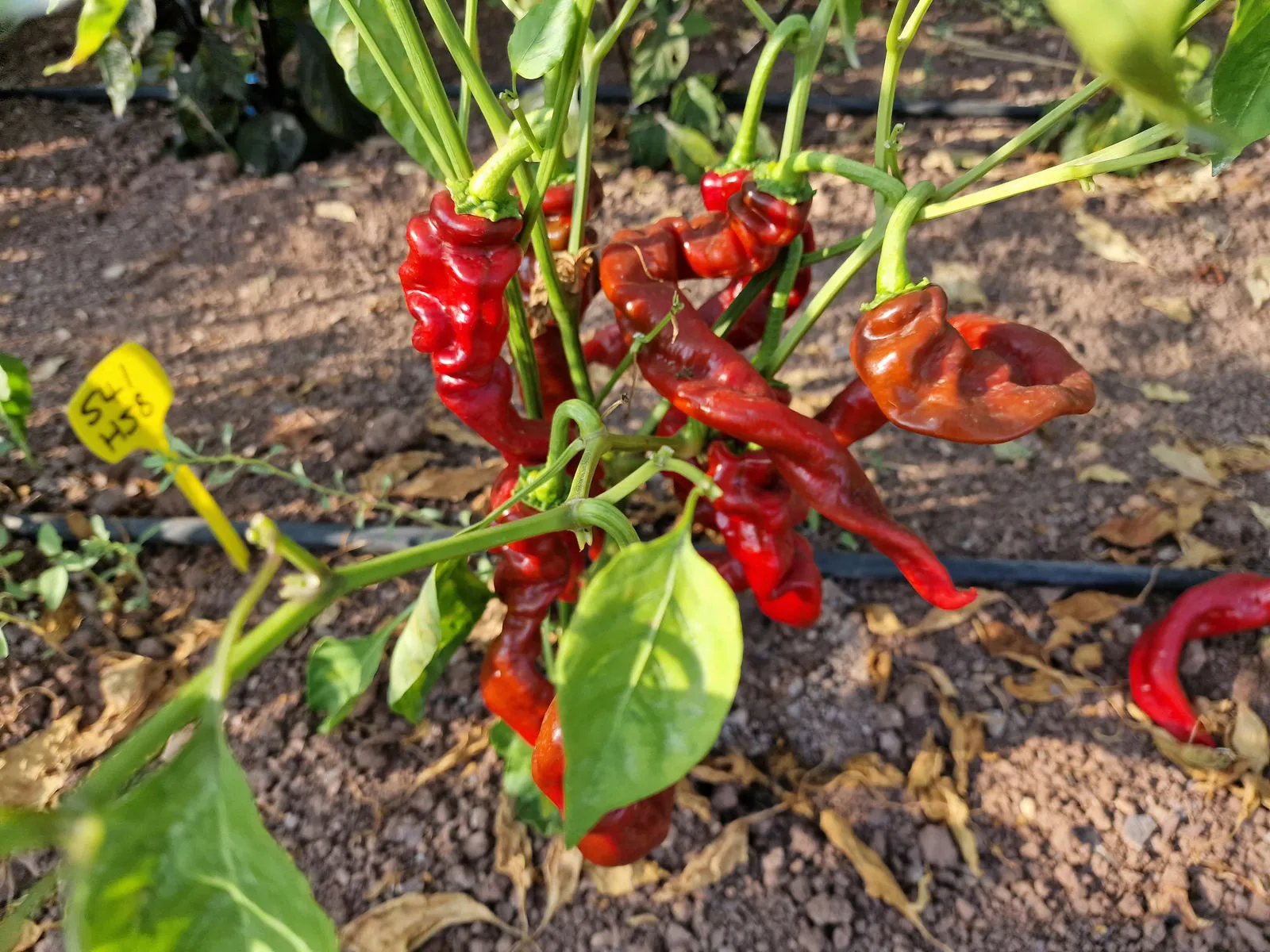 HJ8 Total Eclipse Space Chilli Seeds - Image 8