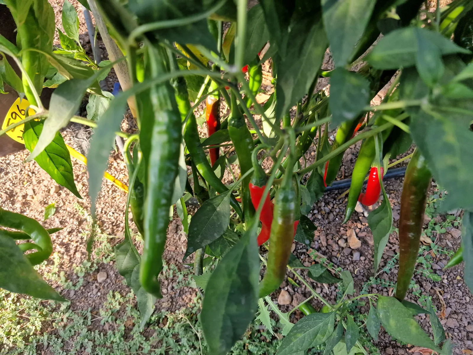 HJ10 After Glow Space Chilli Seeds - Image 7