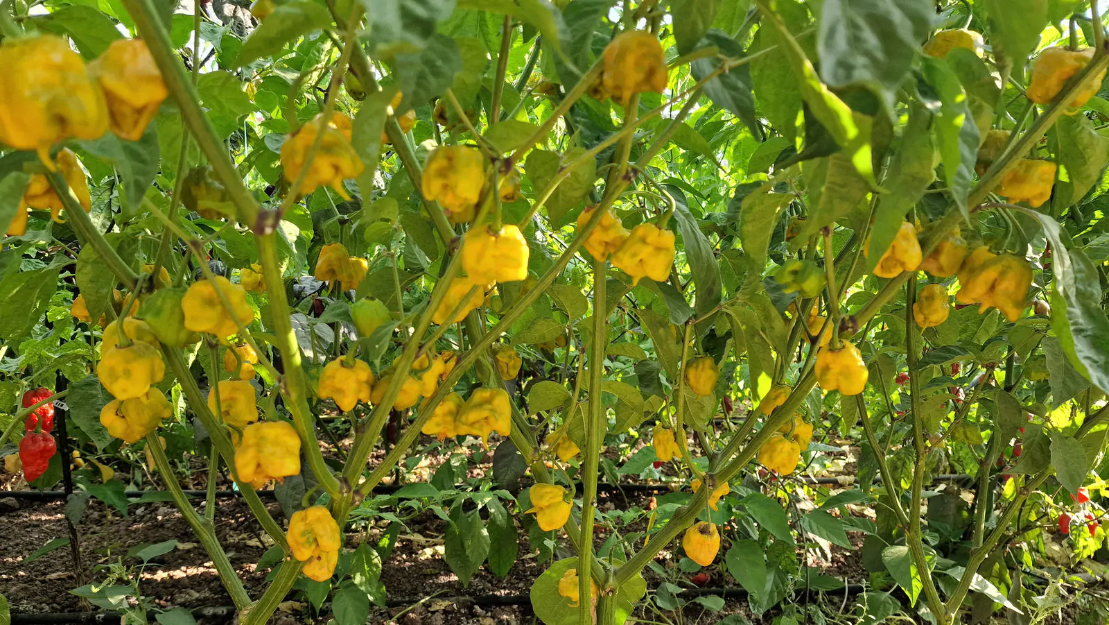 Carolina Reaper Mustard Chilli Seeds - Image 7