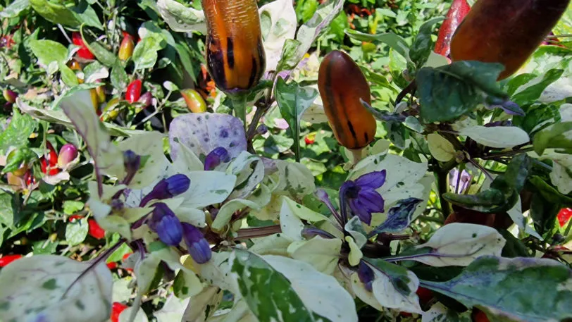 Jalapeno Tiger Chilli Seeds - Image 3