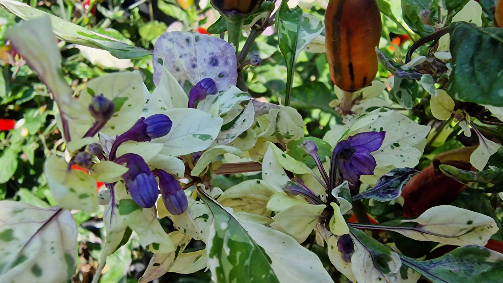 Jalapeno Tiger Chilli Seeds - Image 7