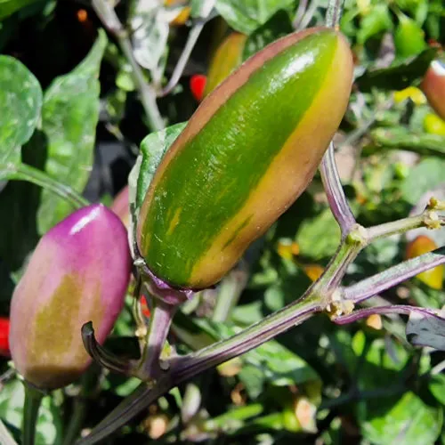 Jalapeno Tiger Chilli Seeds