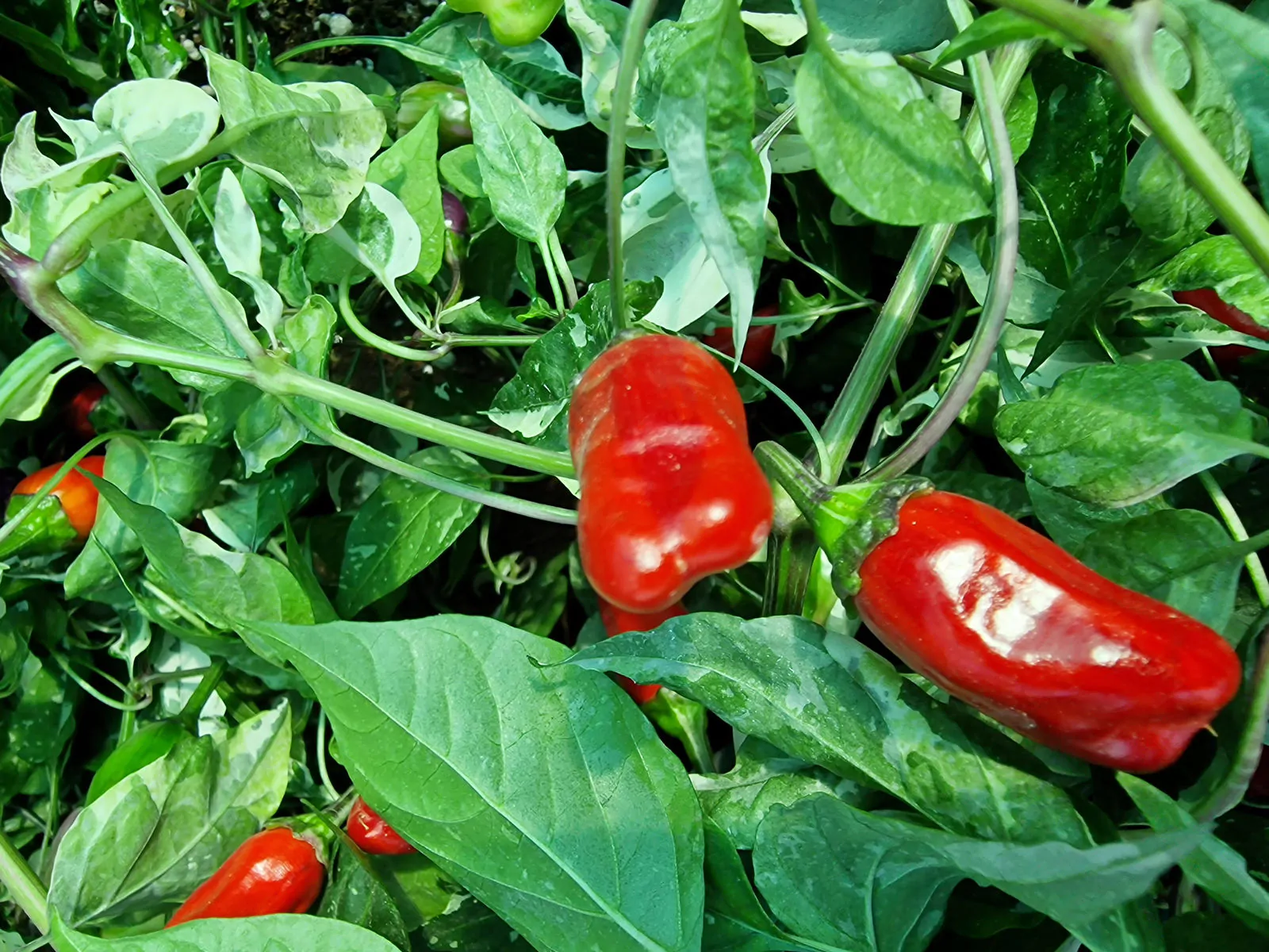 RH Lilac Chilli Seeds - Image 8