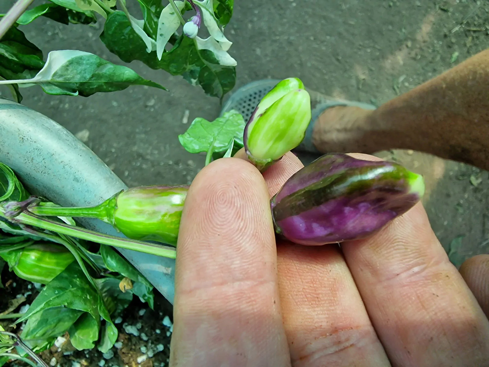 RH Lilac Chilli Seeds - Image 10