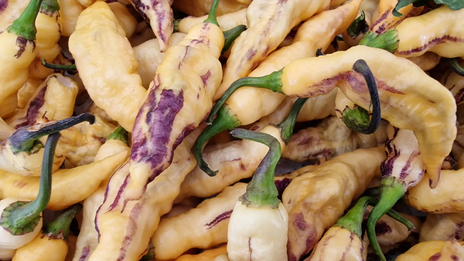 Pink Tiger Chilli Seeds - Image 5