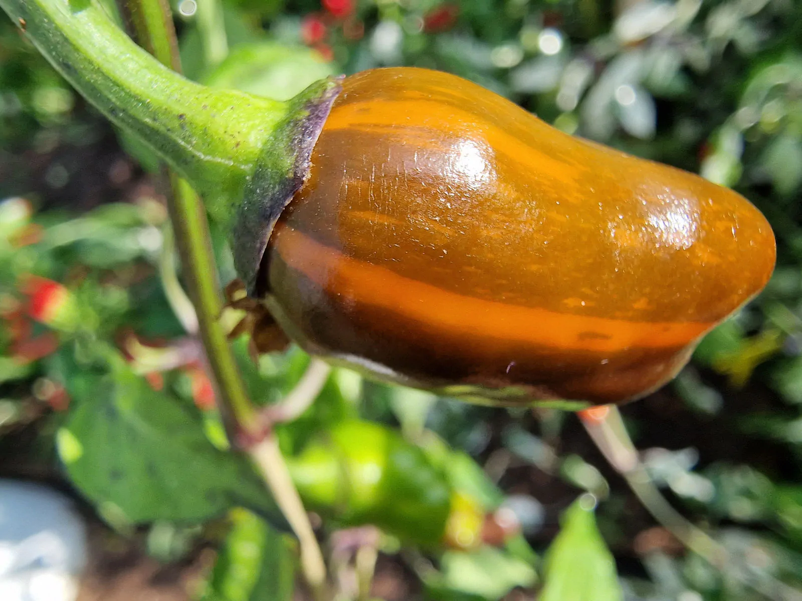 RH Lilac Chilli Seeds - Image 6