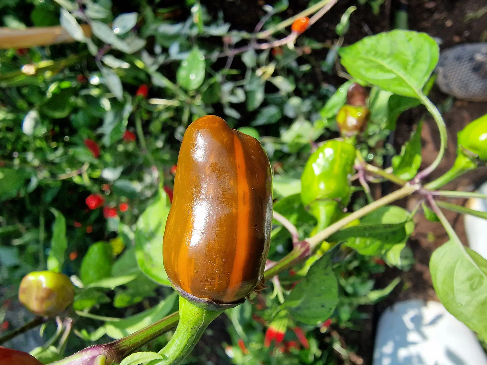 RH Lilac Chilli Seeds - Image 4