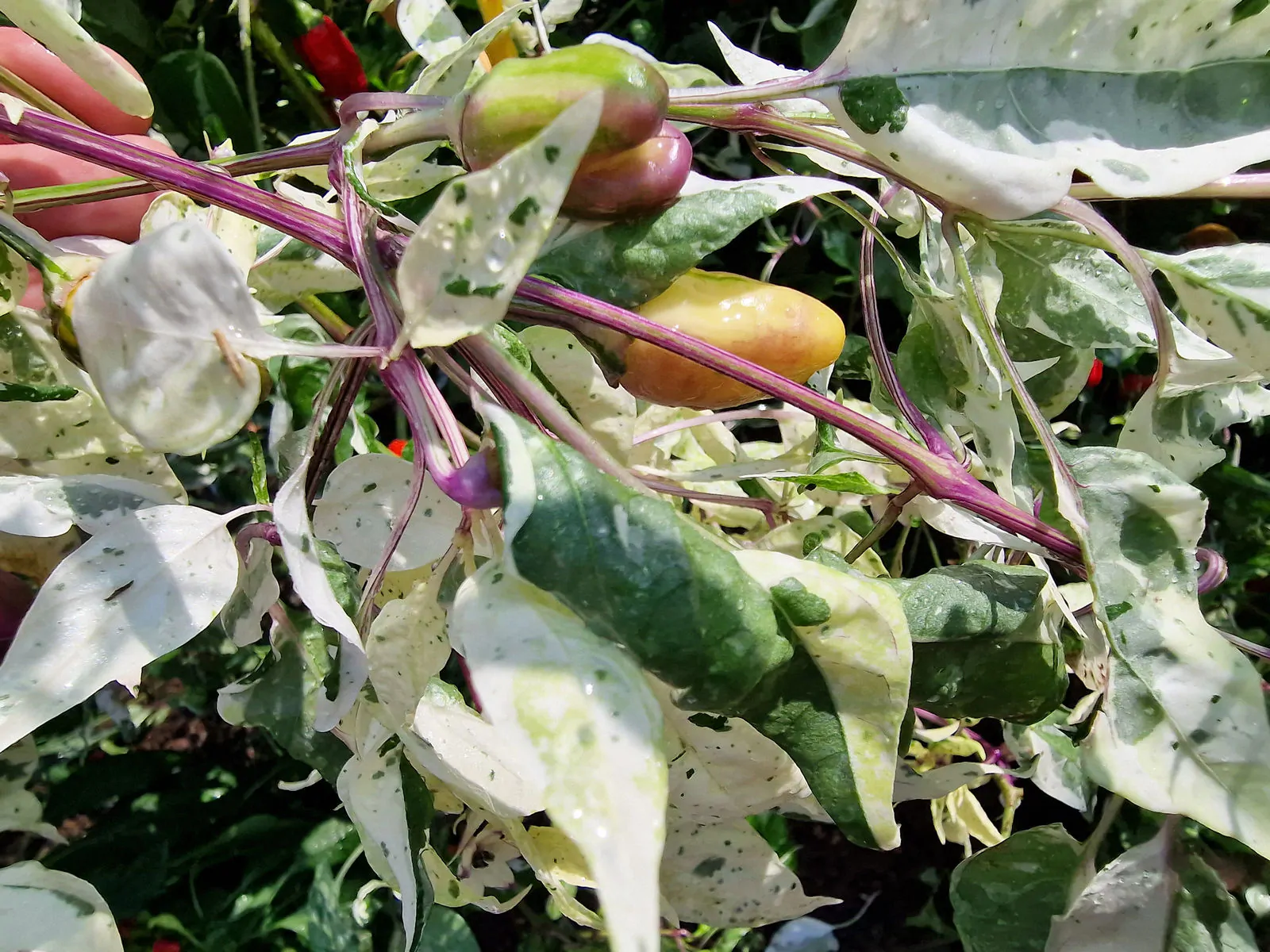 RH Lilac Chilli Seeds - Image 5