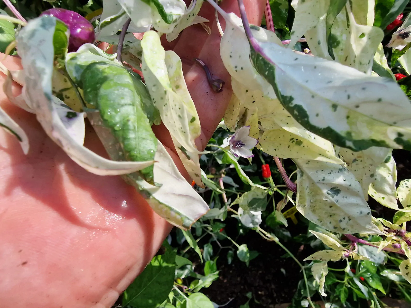 RH Lilac Chilli Seeds - Image 3