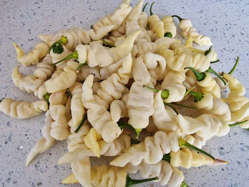 Faddas White Chilli Seeds - Image 6