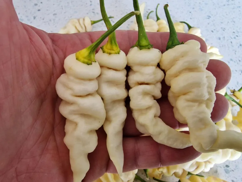 Faddas White Chilli Seeds - Image 3