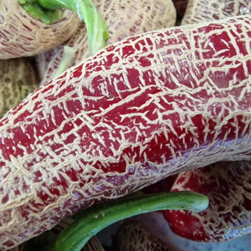 Farmers Market Jalapeno Chilli Seeds