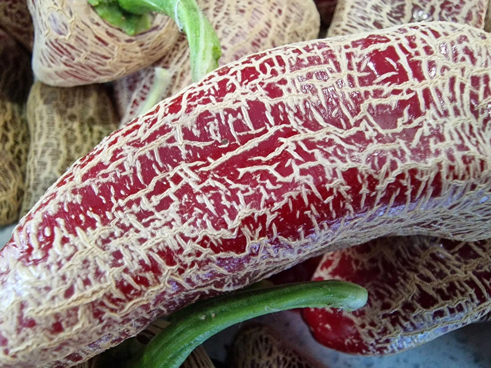 Farmers Market Jalapeno Chilli Seeds