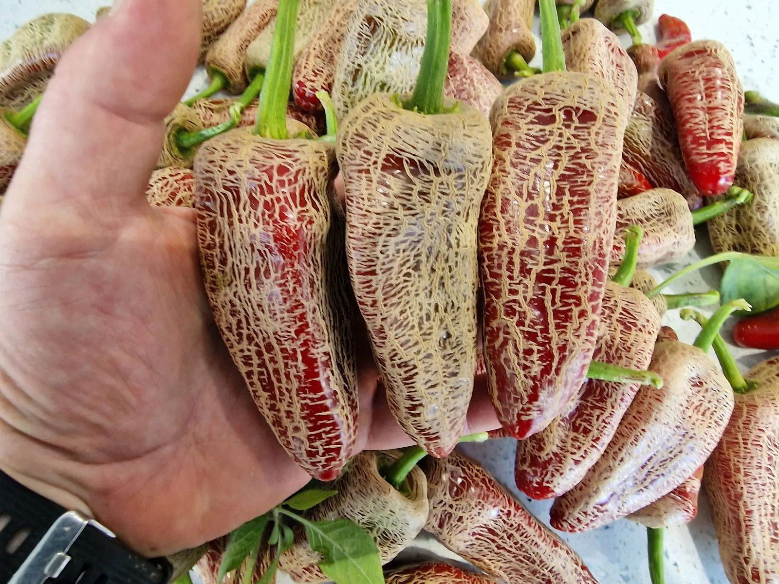 Farmers Market Jalapeno Chilli Seeds - Image 2