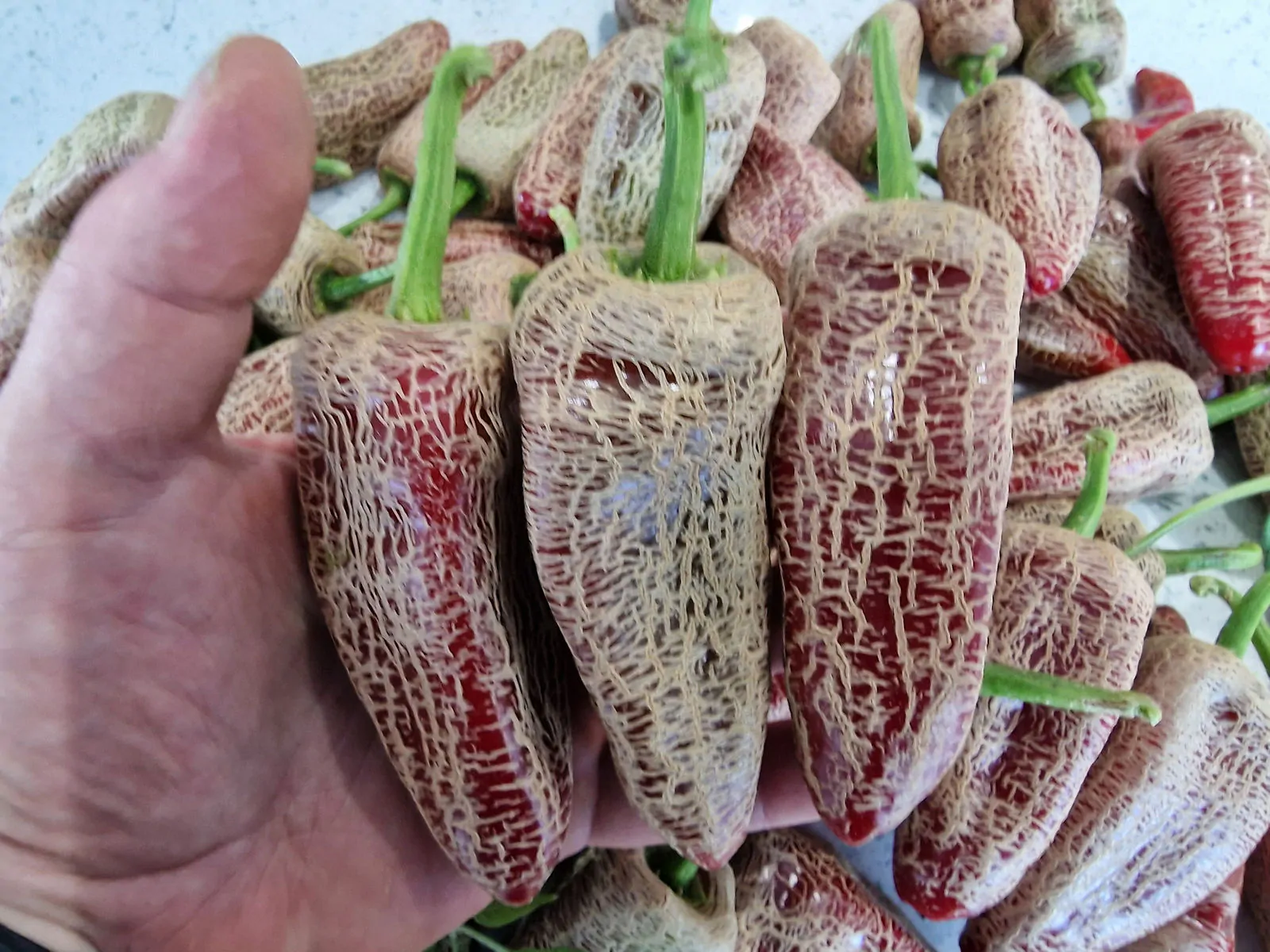 Farmers Market Jalapeno Chilli Seeds - Image 7