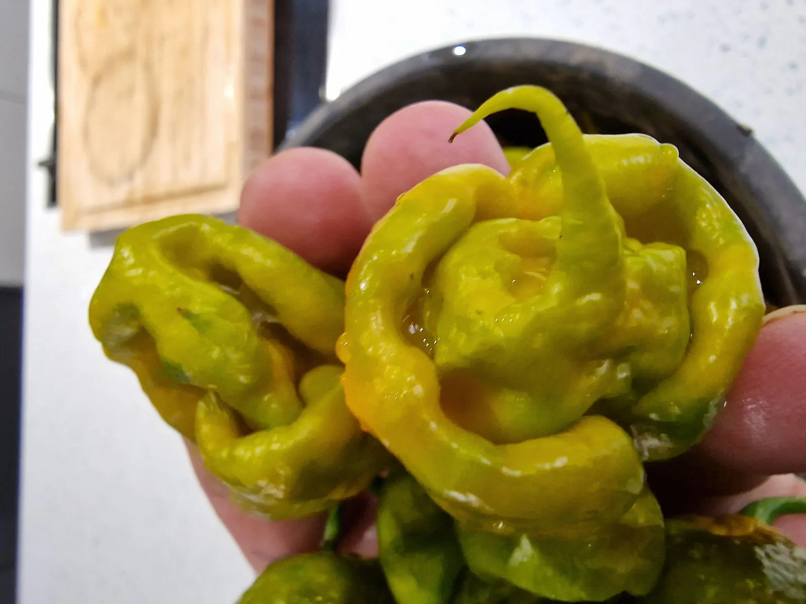 Carolina Reaper Mustard Chilli Seeds - Image 3