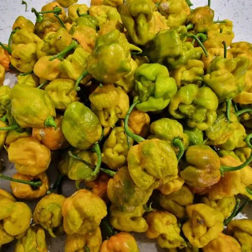 Carolina Reaper Mustard Chilli Seeds