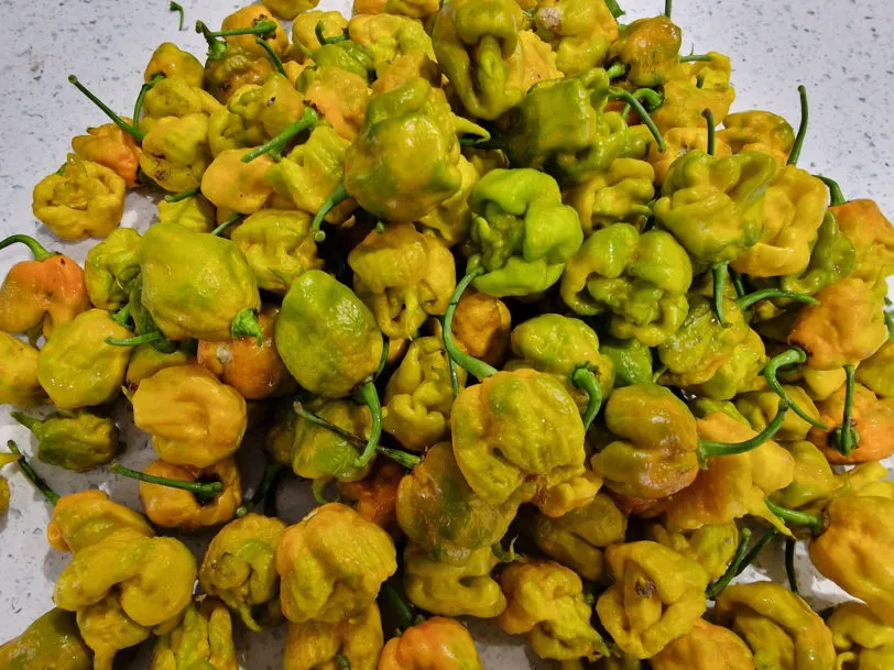 Carolina Reaper Mustard Chilli Seeds - Image 6