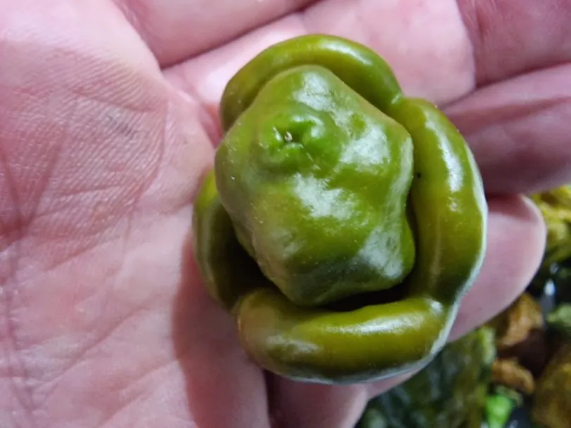 Trinidad Scorpion Moruga Green Chilli Seeds - Image 11