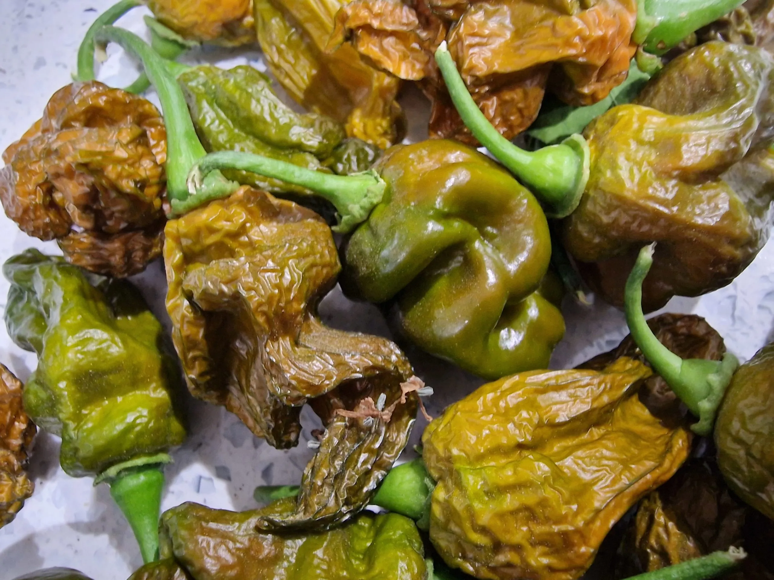 Trinidad Scorpion Moruga Green Chilli Seeds - Image 10