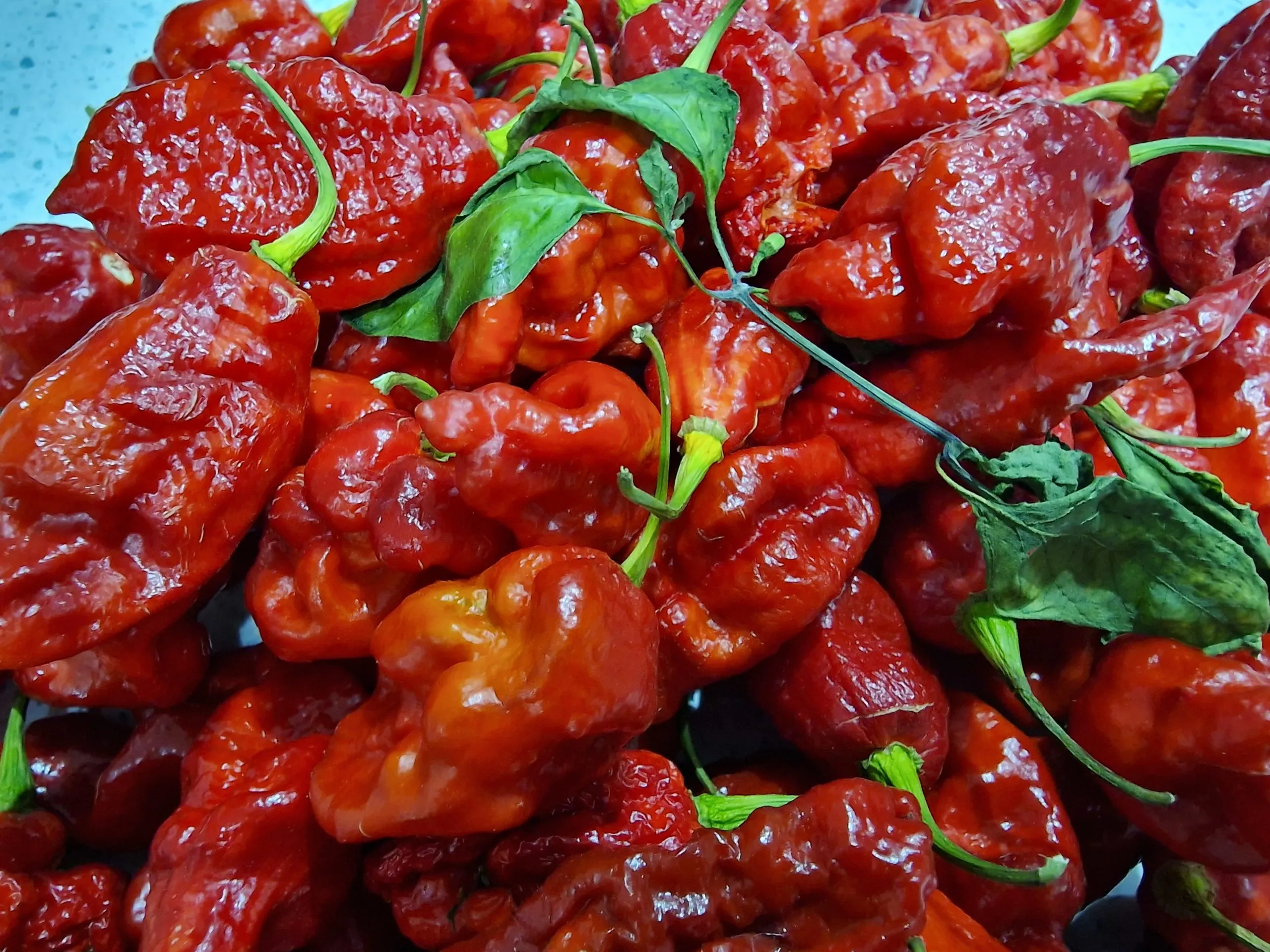 Carbon Bhut x 7 Pot Red Chilli Seeds - Image 2
