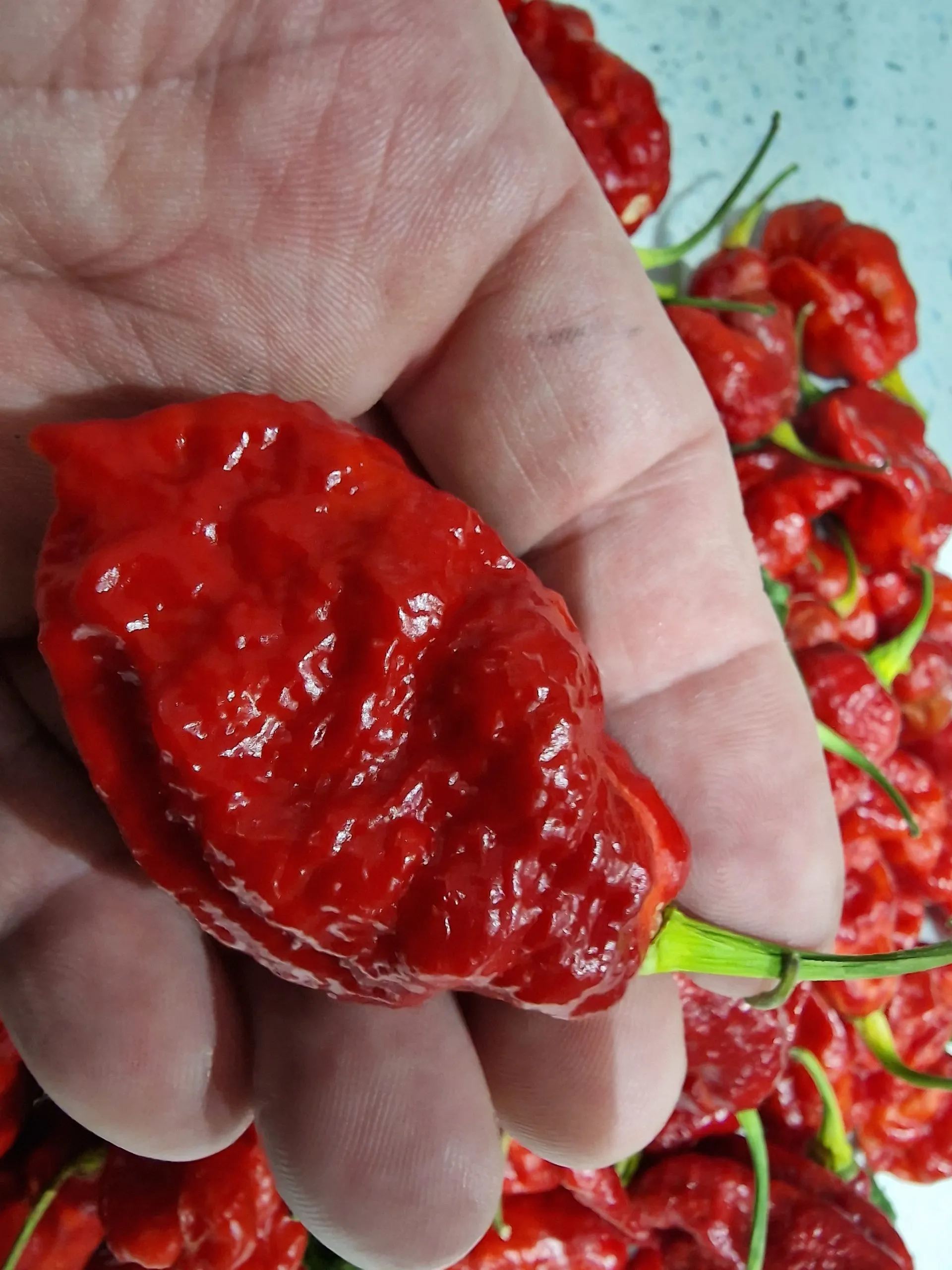 Carbon Bhut x 7 Pot Red Chilli Seeds - Image 3