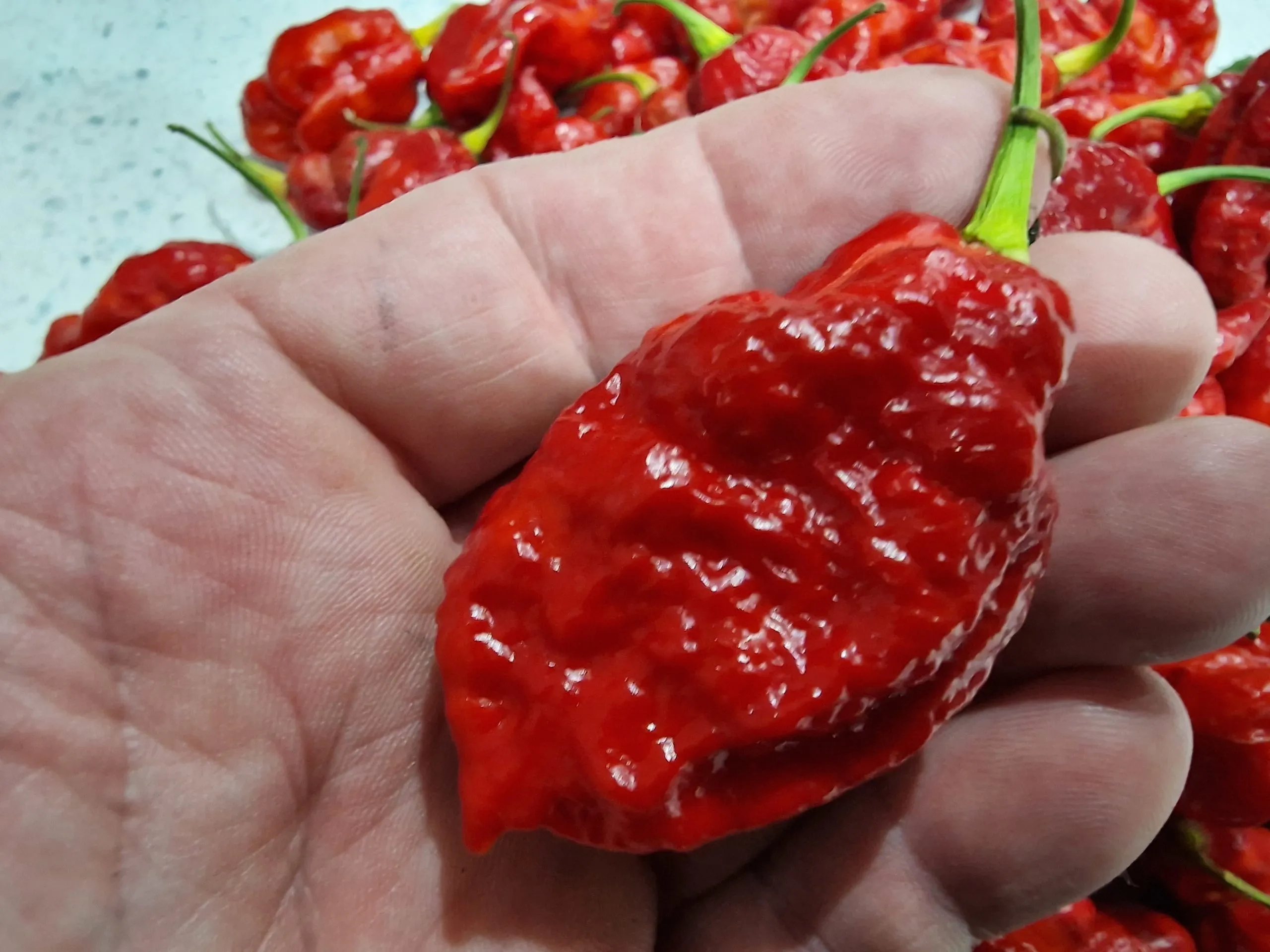 Carbon Bhut x 7 Pot Red Chilli Seeds - Image 8