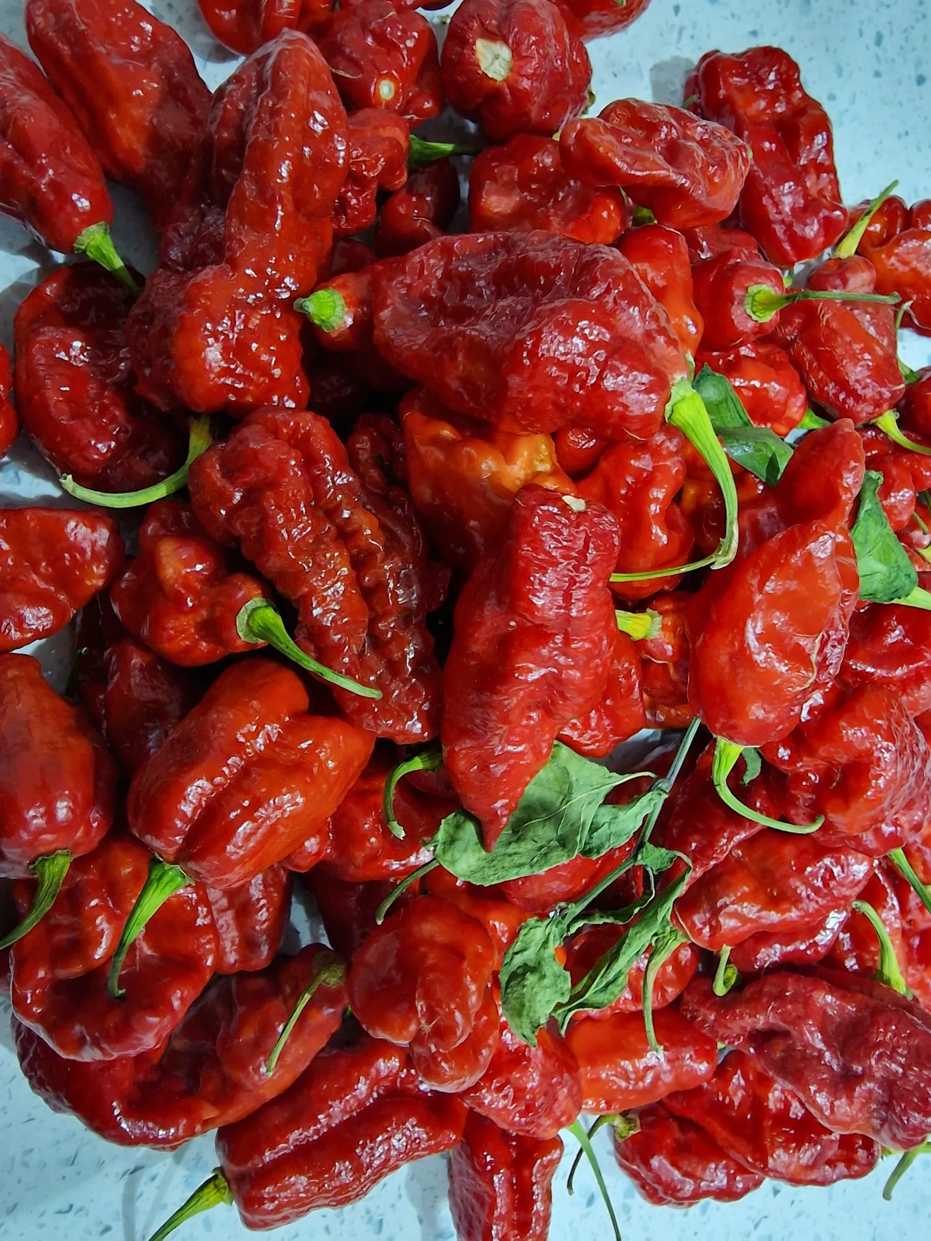Carbon Bhut x 7 Pot Red Chilli Seeds - Image 7