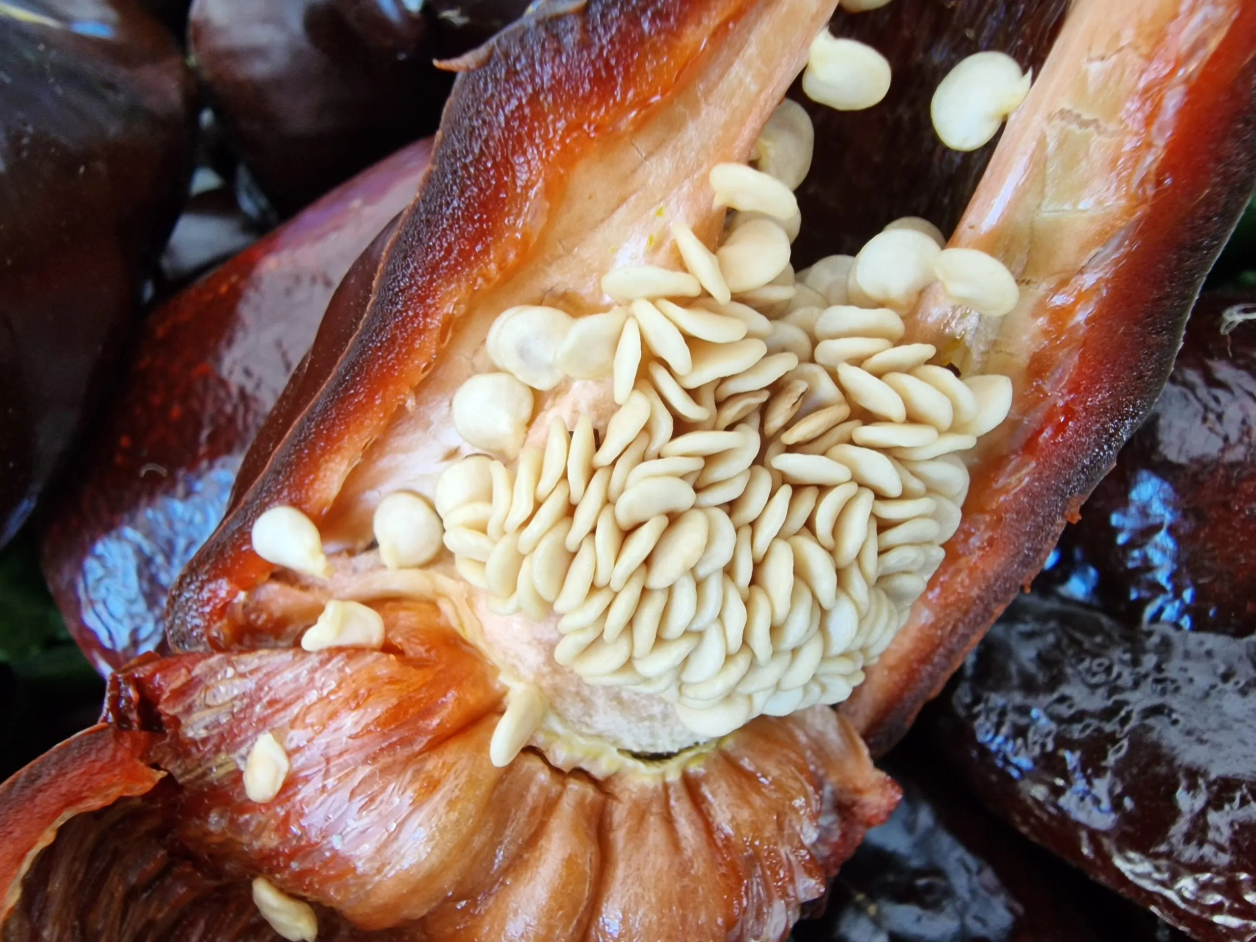 Ancho Poblano - Image 5