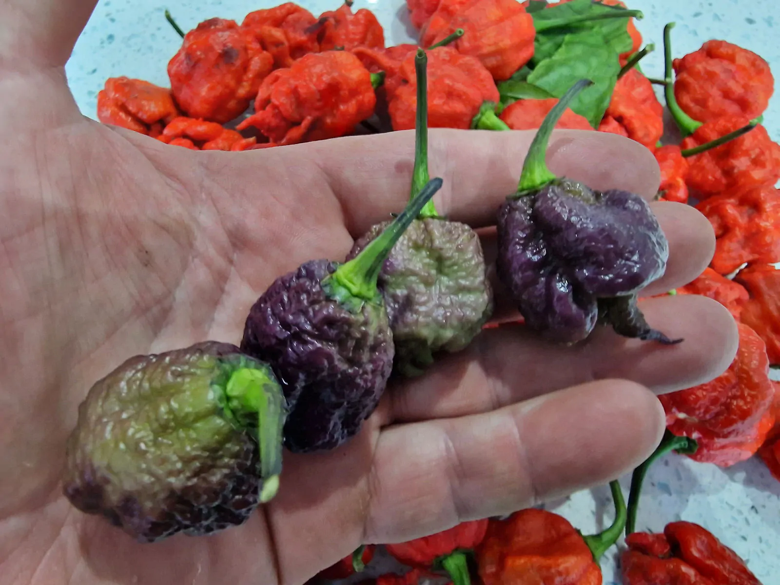 Purple Death Chilli Seeds - Image 12